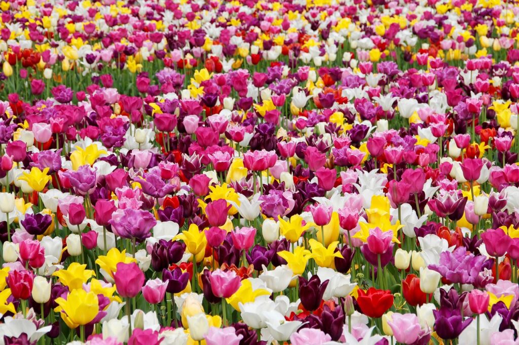 How to Grow Tulips 