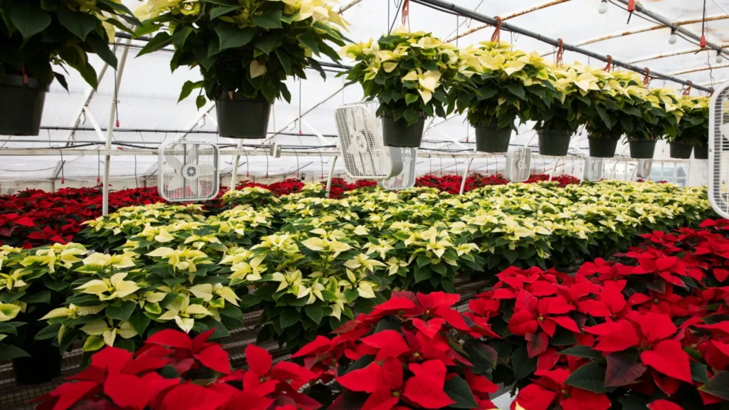 How to Grow Poinsettia at Home