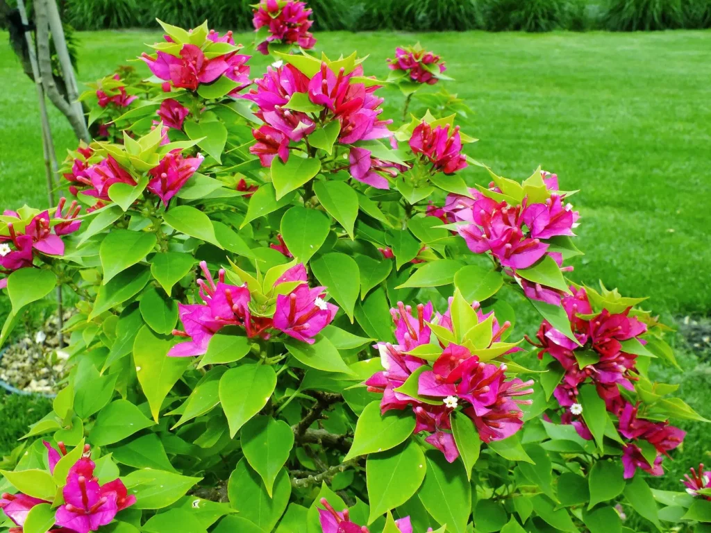 How to Plant Bougainvillea by Cuttings