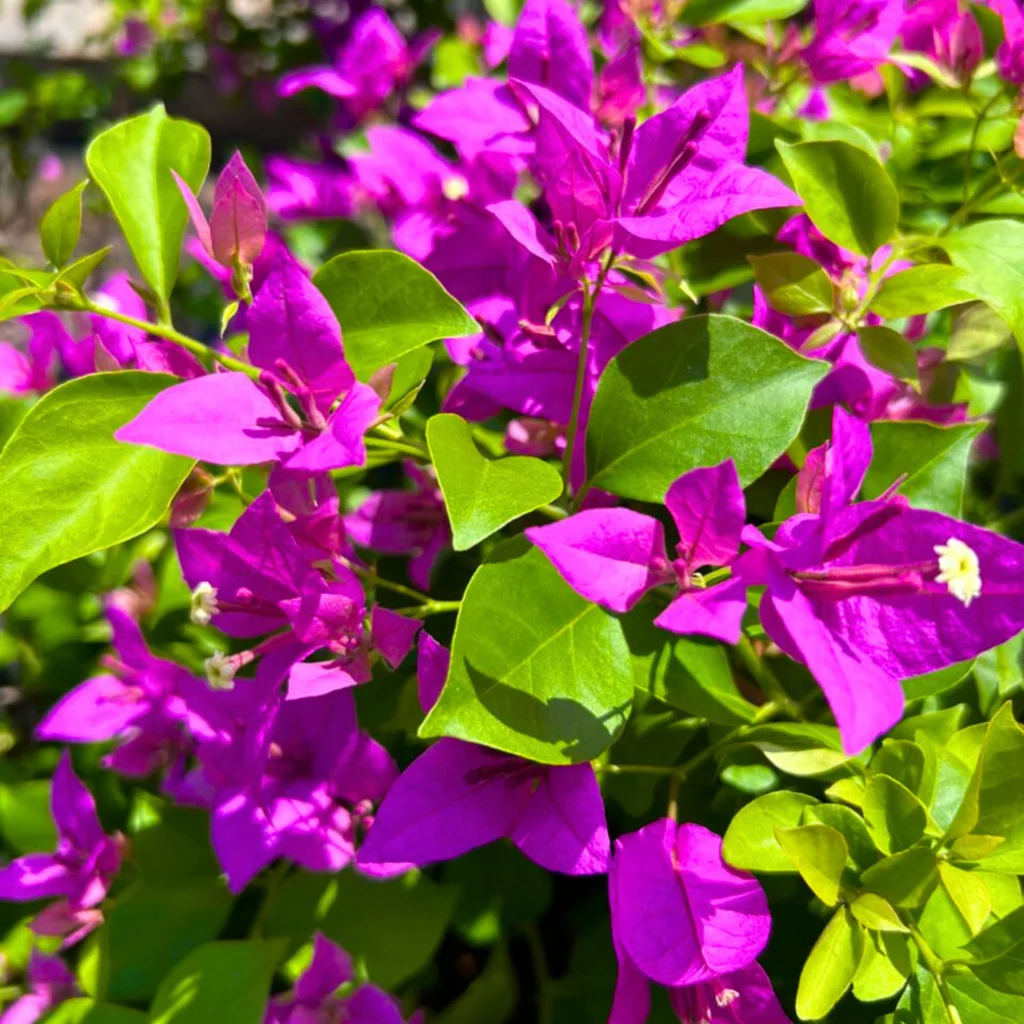 How to Plant Bougainvillea by Cuttings