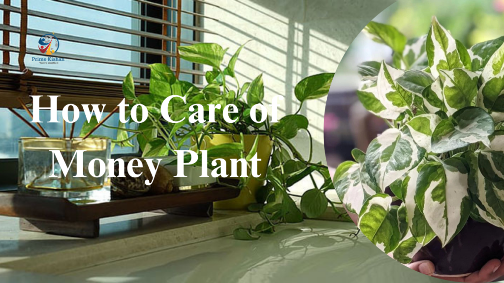 How to Care of Money Plant