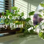 How to Care of Money Plant