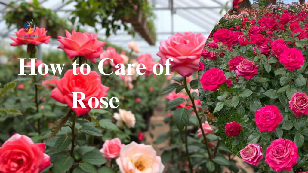 rose care tips