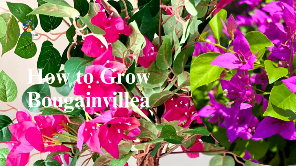 How to Plant Bougainvillea by Cuttings