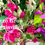 How to Plant Bougainvillea by Cuttings