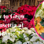 How to Grow Poinsettia at Home