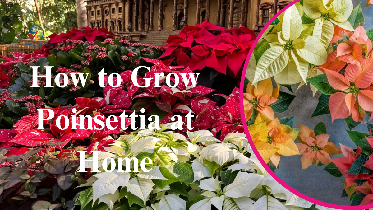 How to Grow Poinsettia at Home