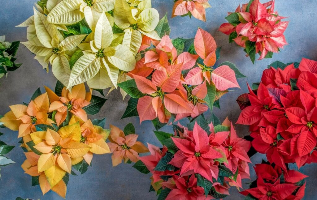 How to Grow Poinsettia at Home