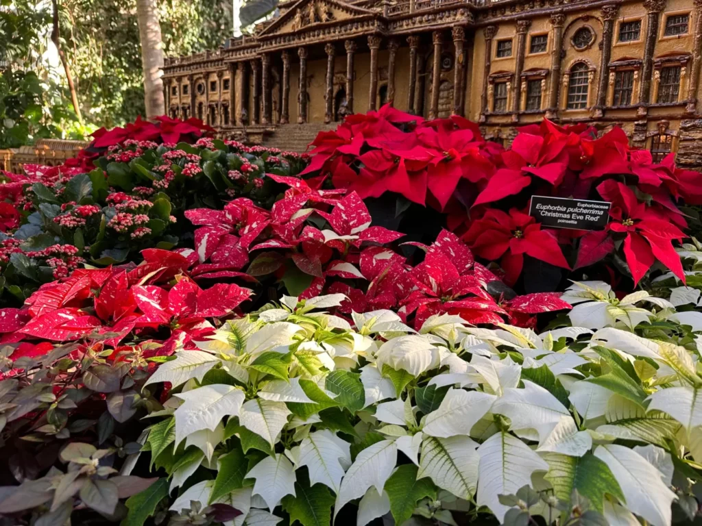 How to Grow Poinsettia at Home