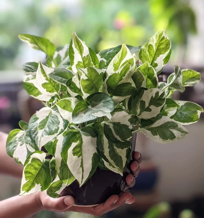 How to Care of Money Plant